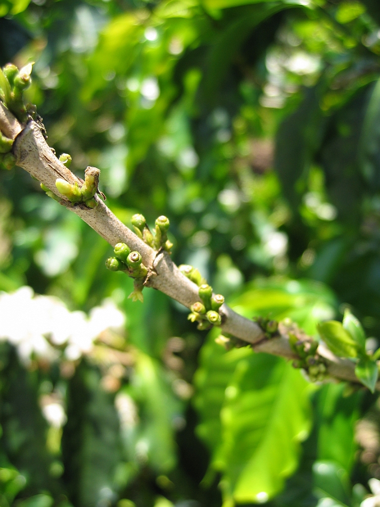 058 Jaques Coffee.jpg